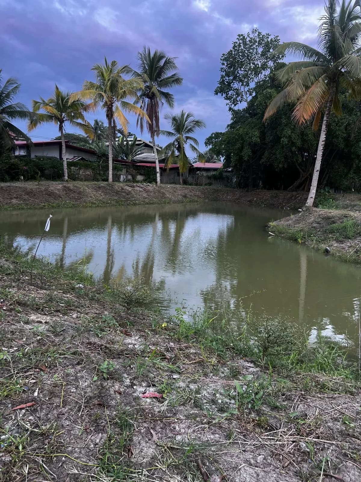 Carmen's Garden Experience 3