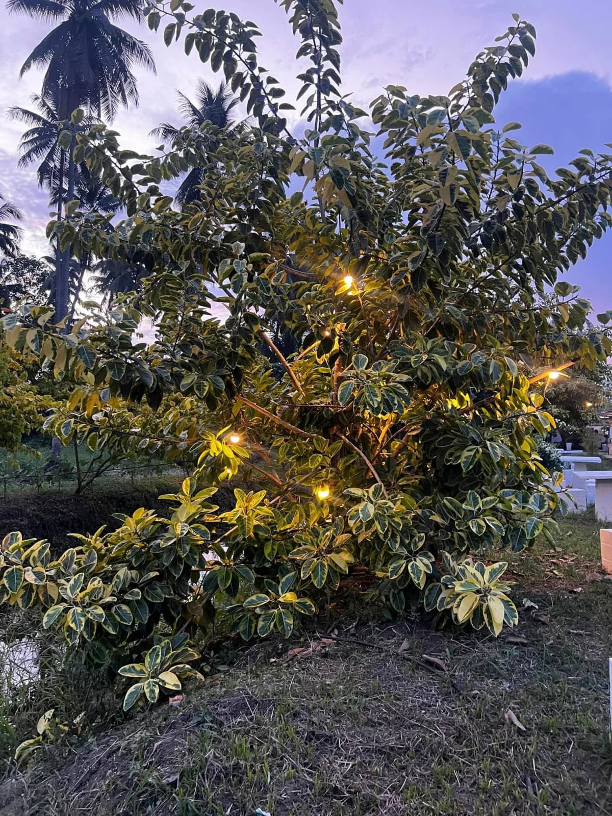 Carmen's Garden Experience 6