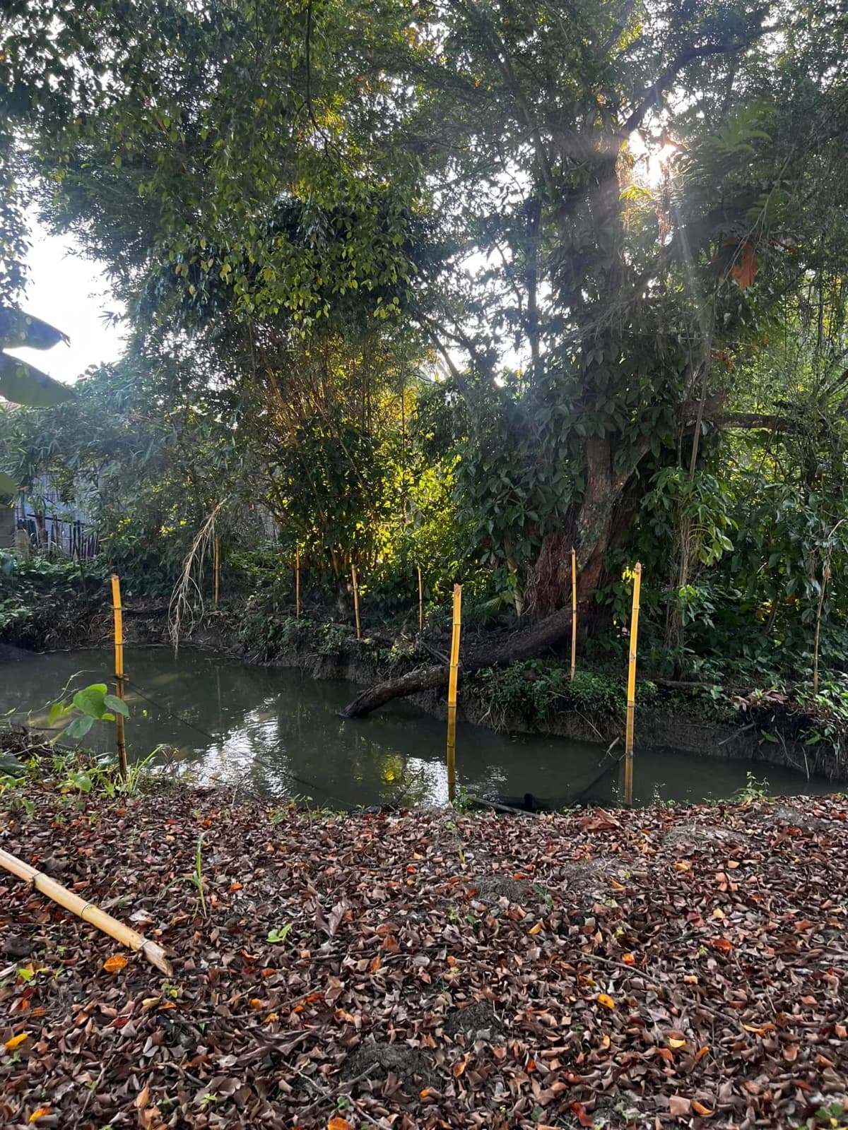 Carmen's Garden Experience 7