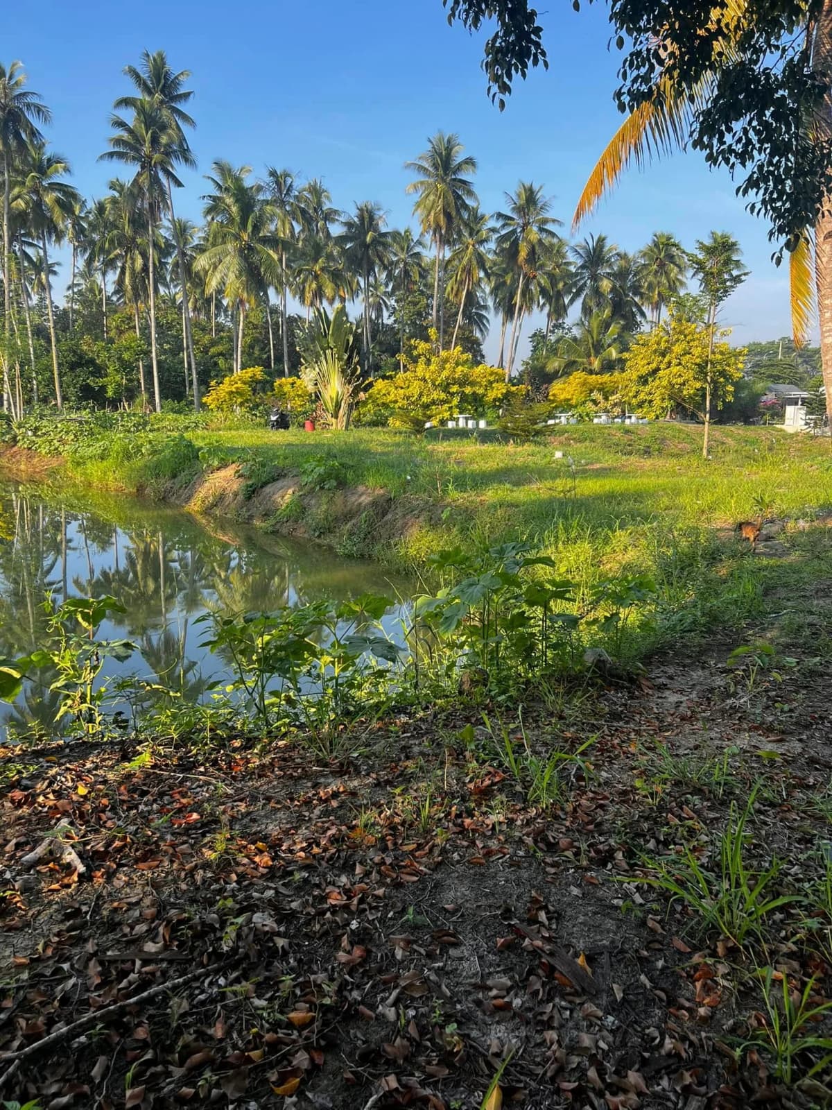 Carmen's Garden Experience 12